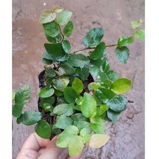 (Xanhshop22) Combo 3 bầu cây vảy ốc bám tường-cây thằn lằn