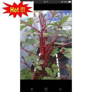 Hạt giống đậu bắp đỏ - dễ trồng, năng suất cao