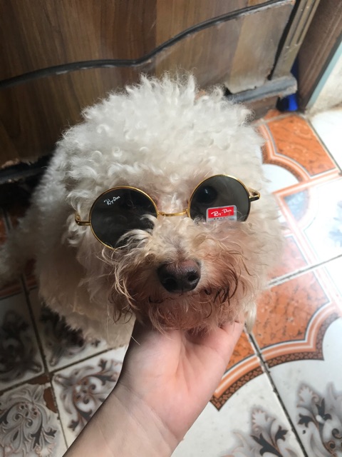 Kính Ngố Thầy Bói Mini Cho Thú Cưng, Em Bé (Tròng bằng kính) | BigBuy360 - bigbuy360.vn