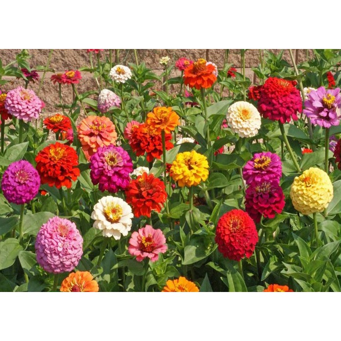 Hạt giống HOA CÚC CALI nhiều màu - Gói 1 gram