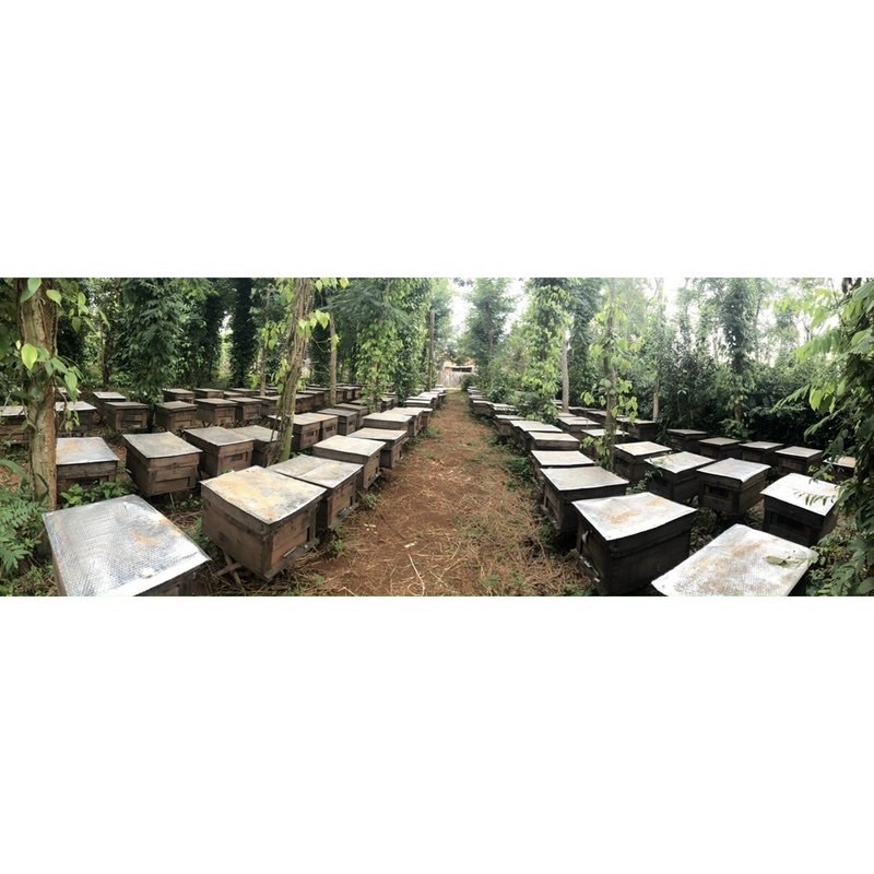 MẬT ONG HOA BẠC HÀ