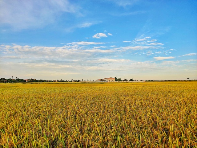 Lứt nương quê sạch