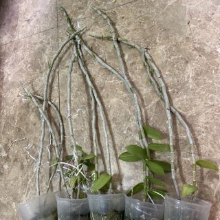 Phi điệp 5 cánh trắng họng hồng