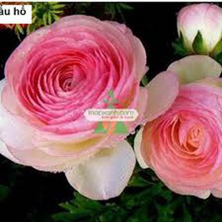 combo 5 CỦ  GIỐNG HỒNG RI BA TƯ ( MAO LƯƠNG)