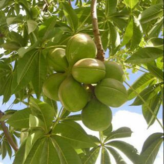 Cây mủ chôm cao 50cm.