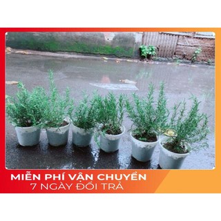 Hương Thảo (cao 40cm,ngang 20cm)