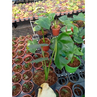 Cây trầu bà Nam Mỹ