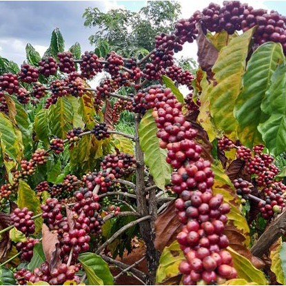 Cà phê nguyên chất rang xay arabica + robusta pha máy- pha phin 500gr NutiFarm đặc sản đà lạt