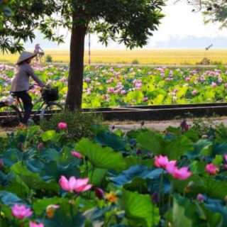 Sen Huế - Sen làng La Chữ
