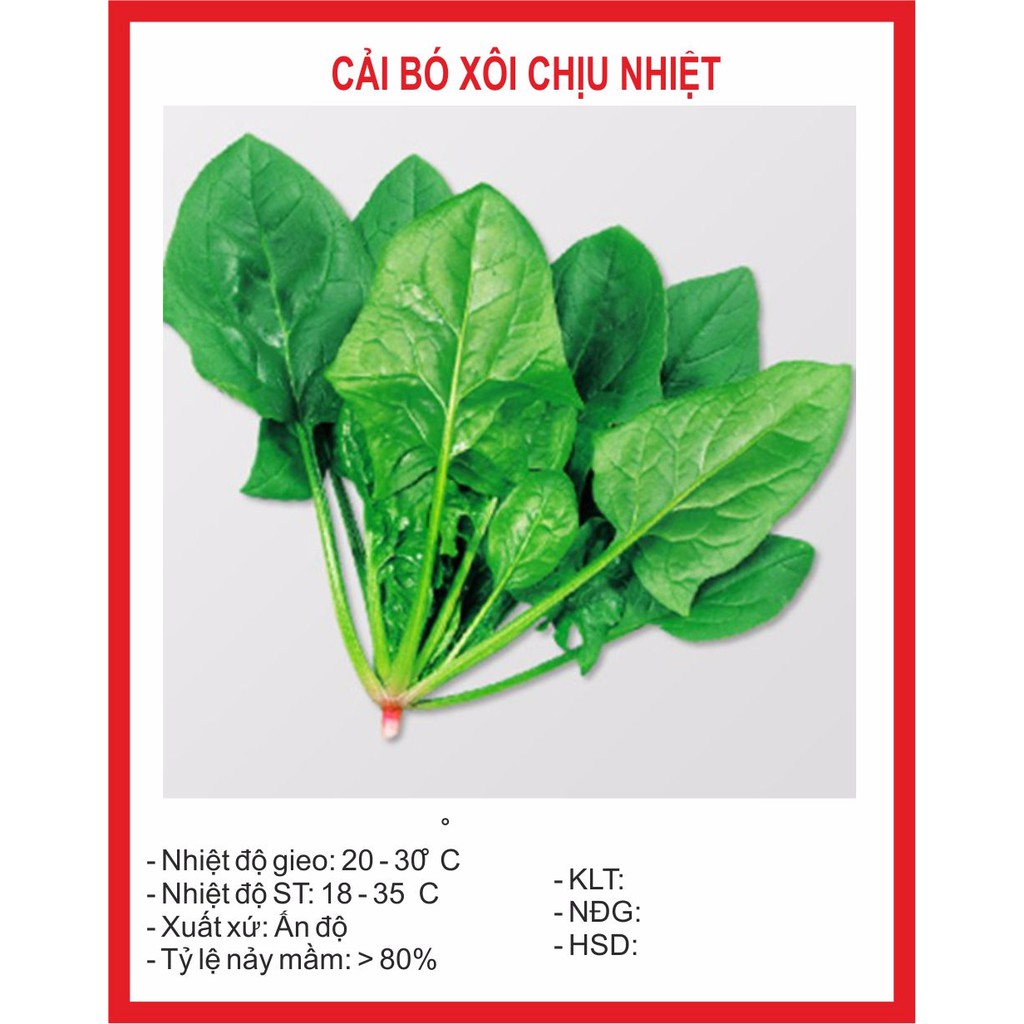  Hạt giống Cải Bó Xôi 20gr ~2500 hạt