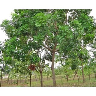 1kg hạt giống cây xà cừ