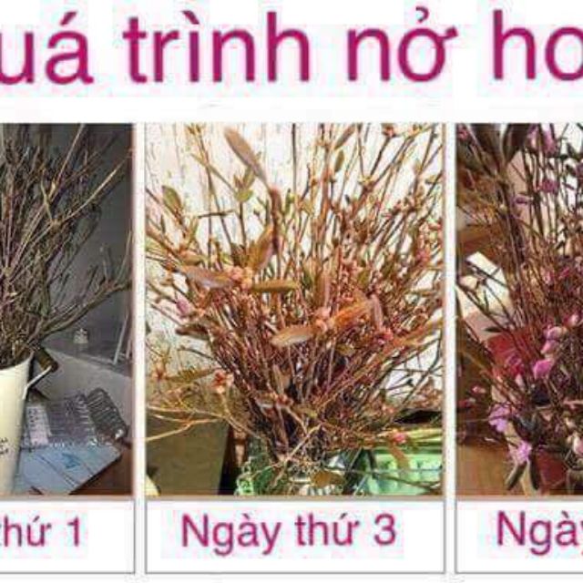 Hoa đỗ quyên ngủ đông hàng về cắm nước 3-7 ngày nở chơi tết cực đẹp và độc đáo hàng đặt khách chốt sl hàng nhé đẹp tuyêt