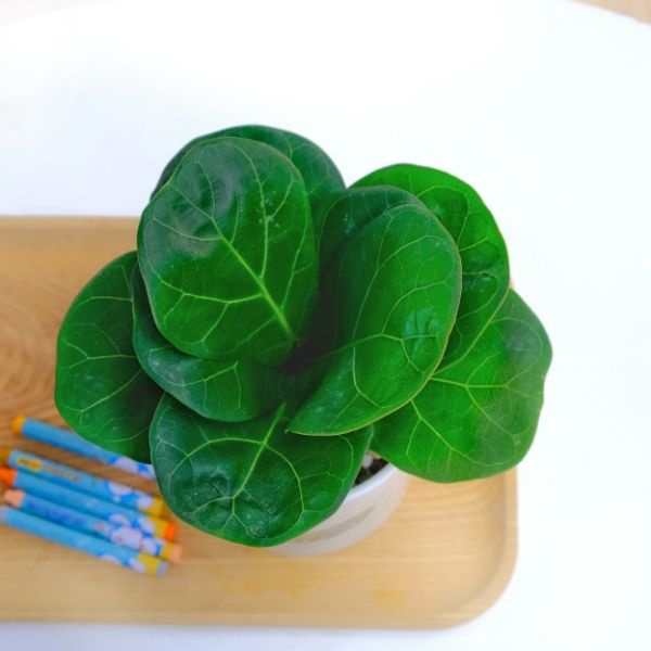 Cây Bàng Singapor để bàn kèm chậu sứ trắng  cây phong thủy mang lại tài lộc cho gia chủ . Cây + chậu KT cao 20 cm