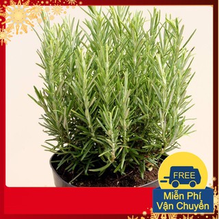 Hạt Giống Hương Thảo