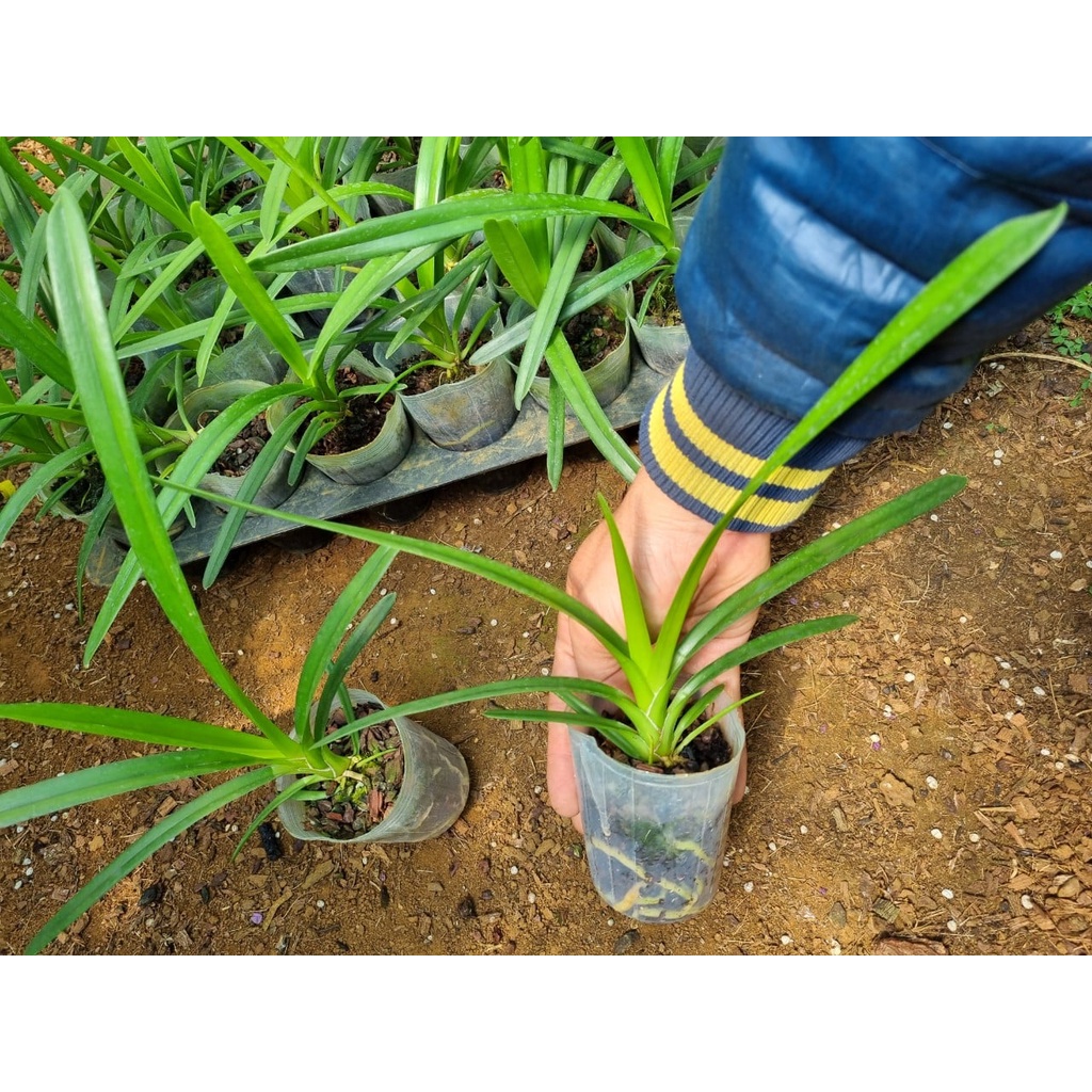 Combo 10 chậu phong lan kiếm giống 10 loại giá siêu rẻ cao 20 cm