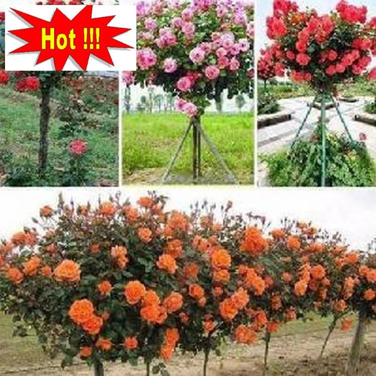 Hạt giống Hoa hồng Thân gỗ (gói 10 hạt nhiều màu)