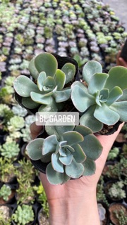 Sen đá bèo viền hồng