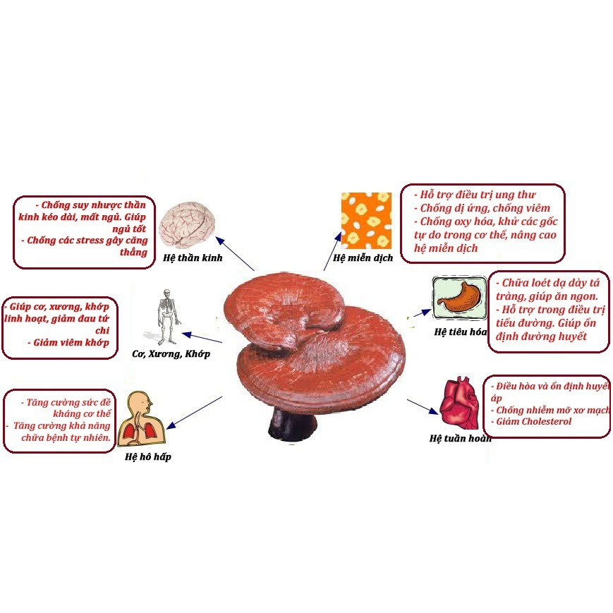 [Mã GROSALE2703 giảm 8% đơn 250K] Nấm linh chi thái lát hàn quốc - Nấm thái lát túi 1kg - tranglinhkorea | BigBuy360 - bigbuy360.vn