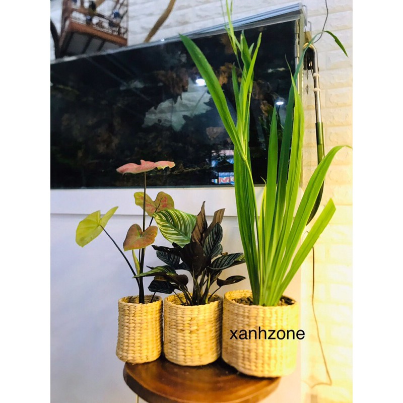 Bộ 3 chậu lục bình trồng cây, đựng vật dụng trang trí