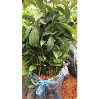 CÂY QUẾ GIỐNG (cây nhiều rễ sống 100%)