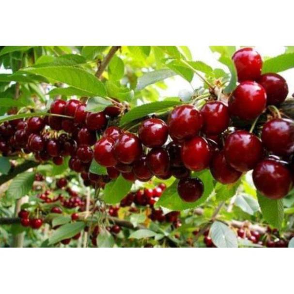 Cherry mỹ nhiệt đới 1 năm cho trái  - Nhà Vườn Khánh Võ