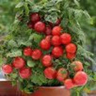20h Hạt Giống Cà Chua Cherry Đỏ Lùn