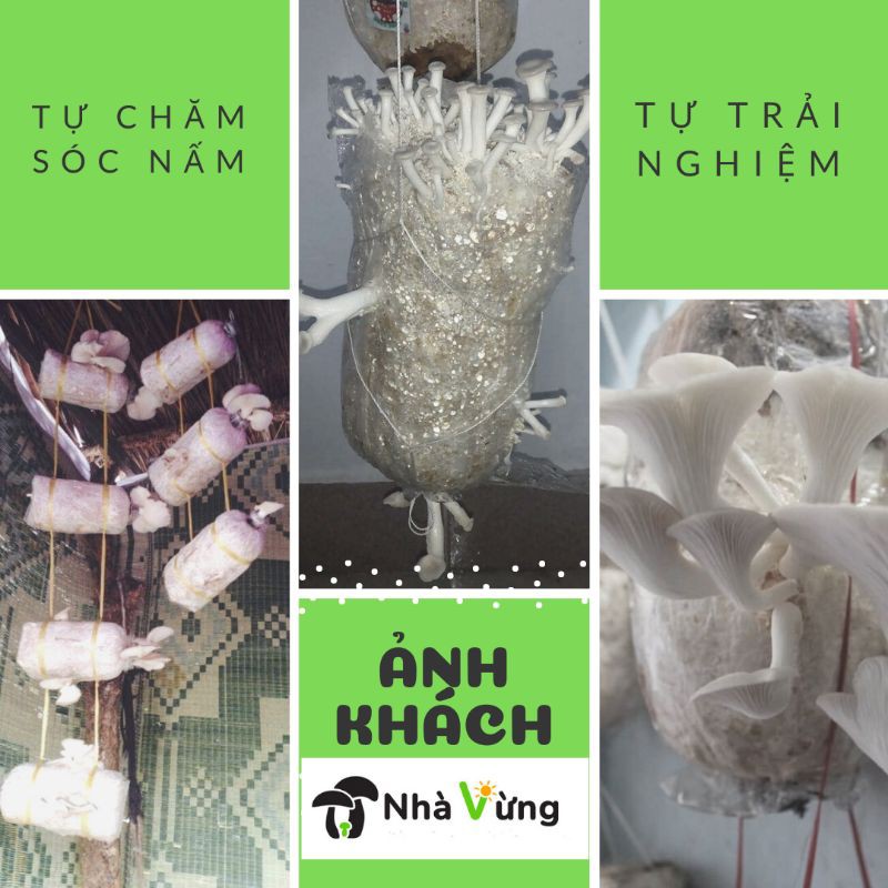 Phôi Nấm Bào Ngư Tặng bí quyết nấu 12 món ngon từ nấm bào ngư