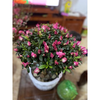 Đơn chị lê hường