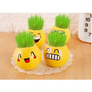 Chậu cây để bàn mini mặt cười