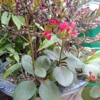 Hoa sống đời đơn hoa đỏ (Chỉ giao miền bắc)