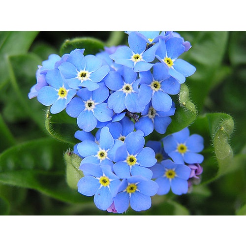 Hạt Giống Hoa Lưu Ly Xanh 150H