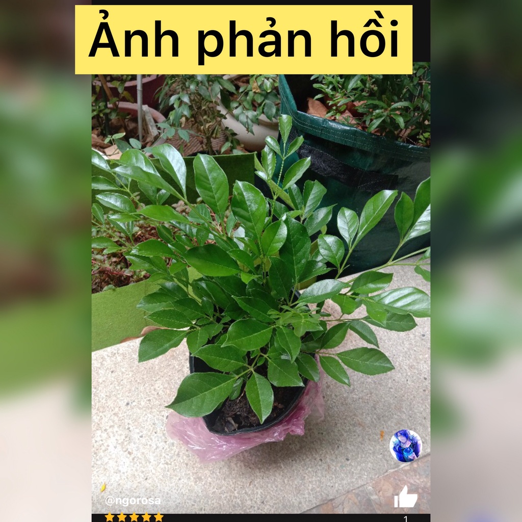 Caykiengsadec - Cây Nguyệt quế thái bông to + tặng phân bón cho cây mau lớn - hoa kiểng lá - trang trí nội thất