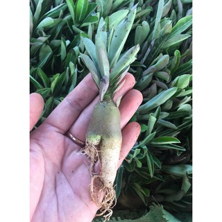 combo 10 sứ 25k
