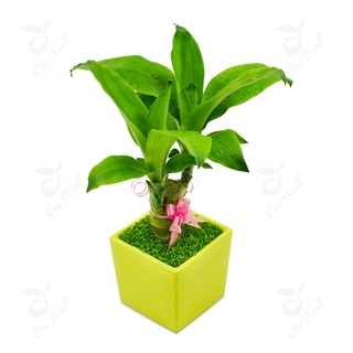 Chậu cây thiết mộc lan 3 trụ để bàn