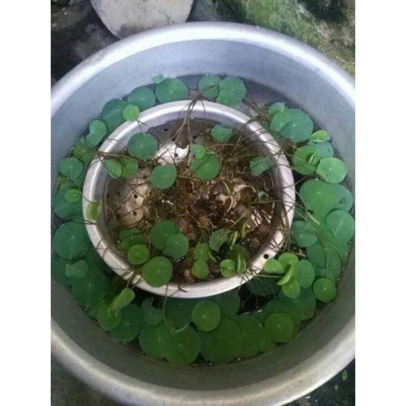 Hạt Sen mini siêu rẻ