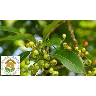 [CÂY GIỐNG] VỐI NẾP