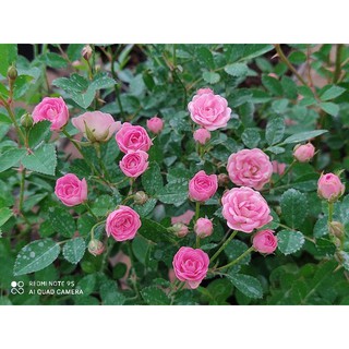hồng pink pong ( hồng siêu nụ siêu hoa)