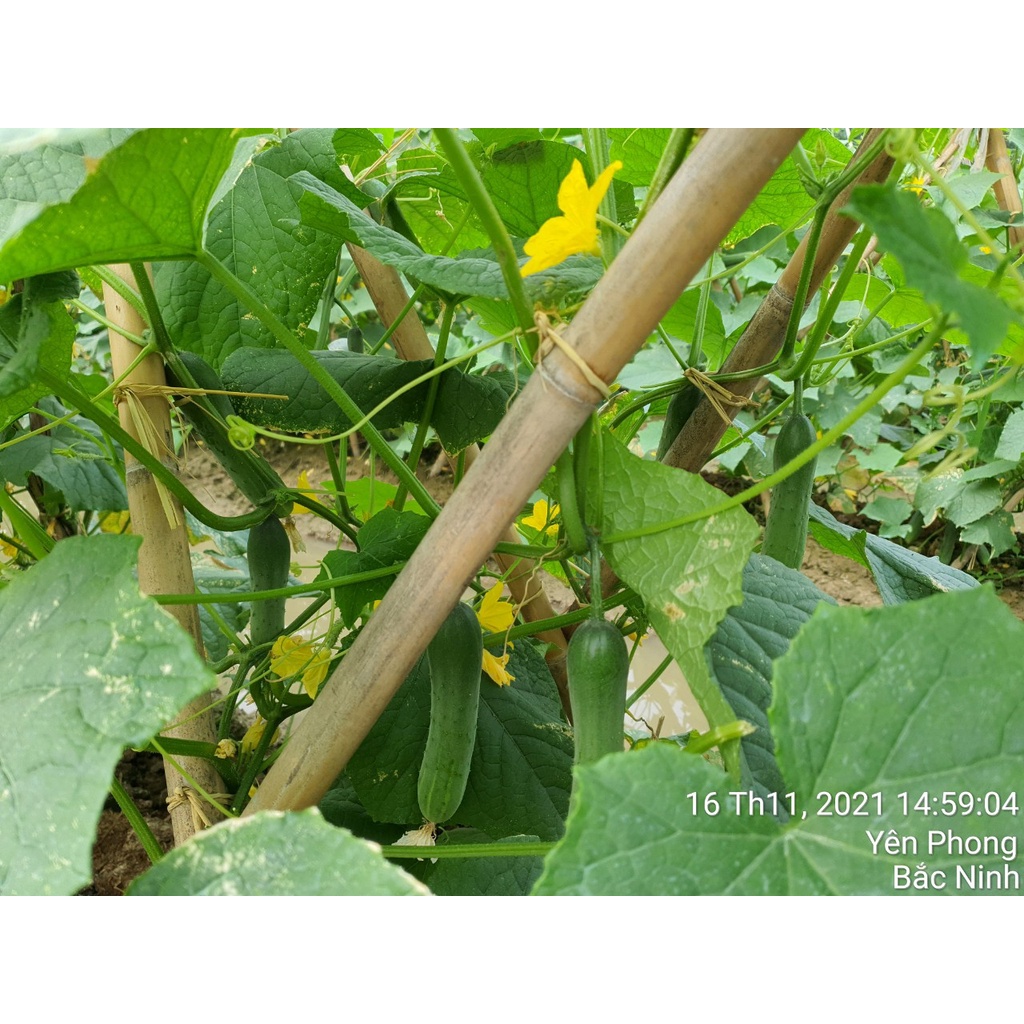 Hạt giống dưa leo siêu trái F1  10 gam