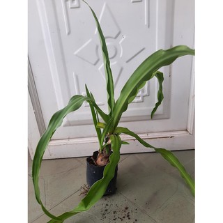 Cây trinh nữ hoàng cung (freeship)