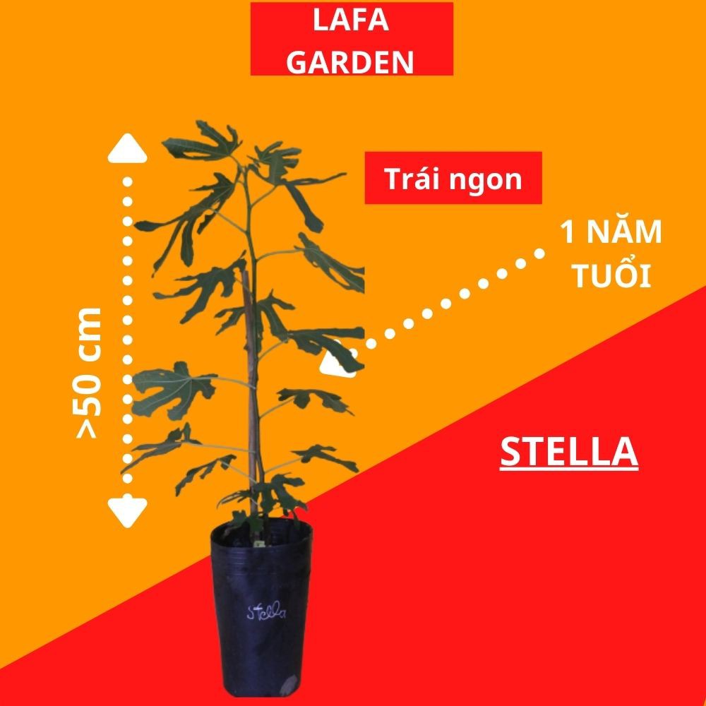 Cây Sung Mỹ LAFA GARDEN kích thước (40-60) cm, tùy chọn nhiều giống sung mỹ Black Genoa, Tiger, Stella, Jordan, VOB