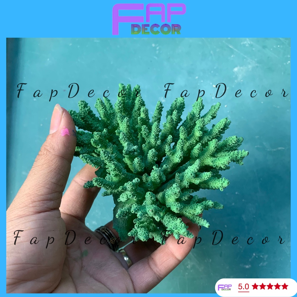 SAN HÔ BÔNG RẠN PHONG THỦY  BIỂN THIÊN NHIÊN PHỐI NHIỀU MÀU TRANG TRÍ THỦY SINH SET UP BỂ CÁ -  FAPDECOR
