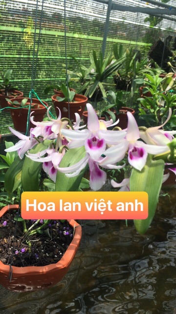 Phi điệp hoà bình - cây giống gieo hạt