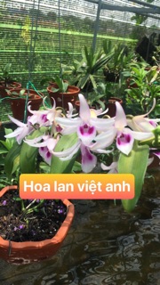 Phi điệp hoà bình - cây giống gieo hạt