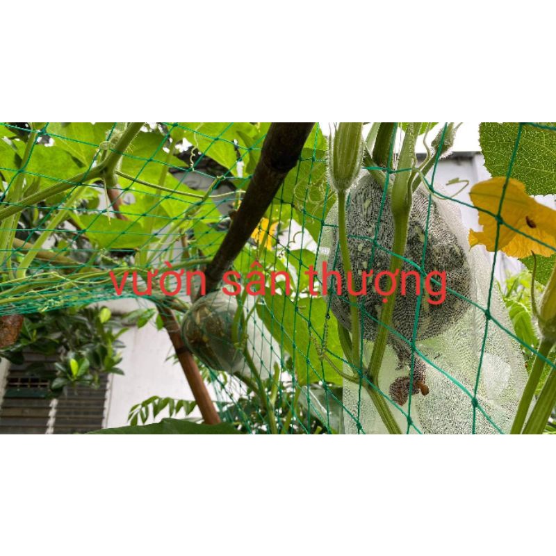 (1 Mét) Lưới Làm Giàn Dây Leo, Chuyên Vay Chuồng ô 3x3 cm, Khổ kéo căn 1m5,Sợi Xanh Bền, Chắc Phù Hợp Hầu Hết Cây