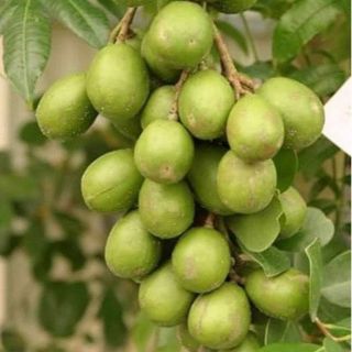Cây Cóc lùn siêu trái ( cây đang trái)