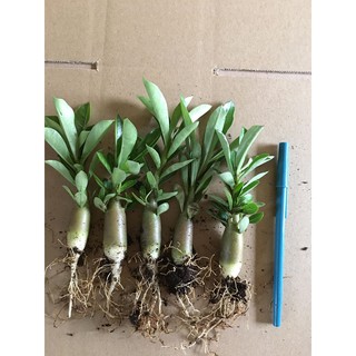 combo 10 sứ 25k