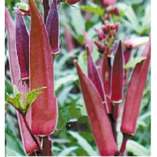 50 Hạt Giống Đậu Bắp Tím Dễ Trồng Năng Suất Cao