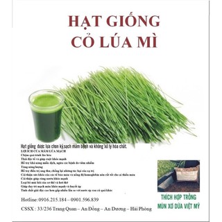 Hạt giống cỏ lúa mì hữu cơ không biến đổi gen - 500GR