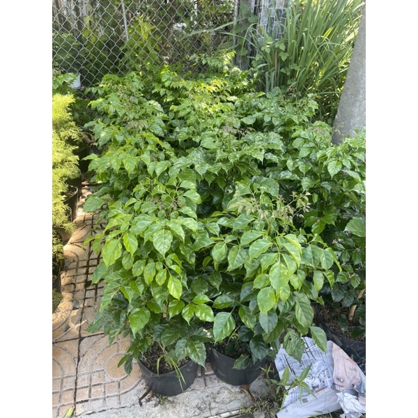 Cây hạnh phúc (cây xanh trang trí nội thất)