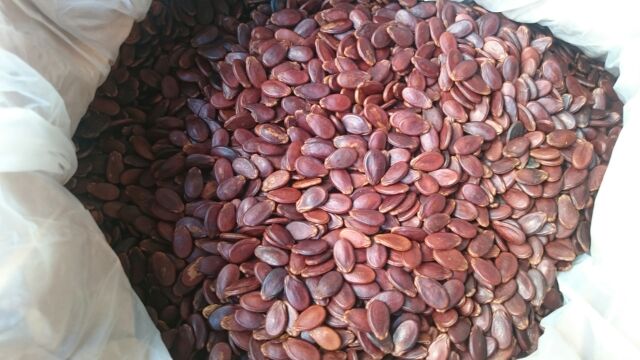 Hạt dưa không màu 500gr